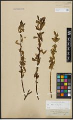 Foto von Salix alba L. x Salix fragilis L.